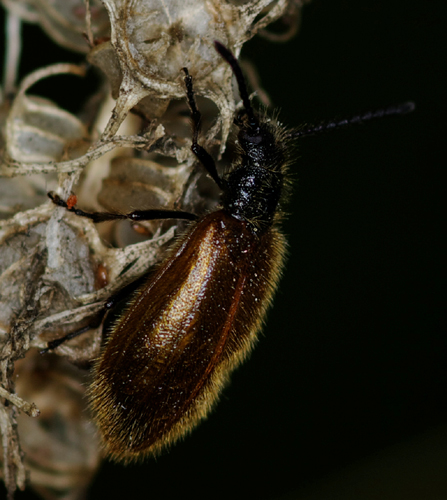 Tenebrionidae Alleculinae del genere Lagria